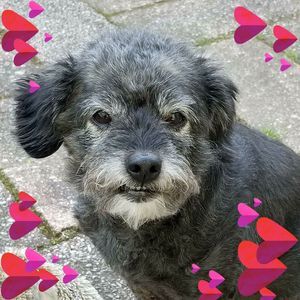 Meet your Posher, Sherry